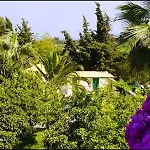 Lemon Garden